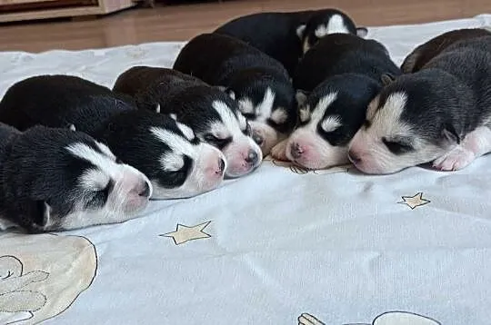 Szczeniaczki Siberian husky z elitarnym rodowodem, Łódzkie, Krośniewice