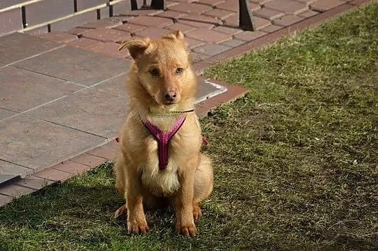 LISIA szczeniorka szuka domu, Podlaskie, Białystok