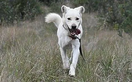 Kento - piękny mix labradora czeka na dom, Wielkopolskie, Leszno