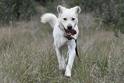 Kento - piękny mix labradora czeka na dom, Wielkopolskie, Leszno