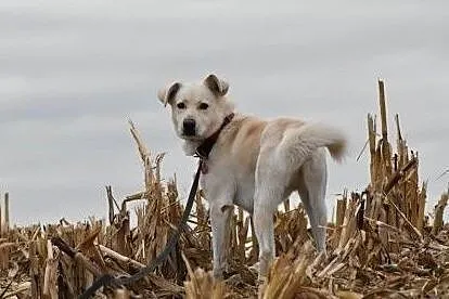 Kento - piękny mix labradora czeka na dom, Wielkopolskie, Leszno