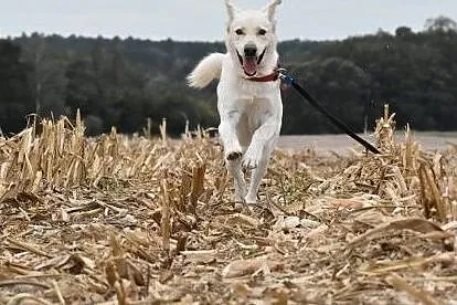 Kento - piękny mix labradora czeka na dom, Wielkopolskie, Leszno