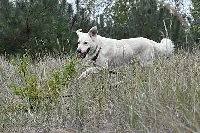 Kento - piękny mix labradora czeka na dom, Wielkopolskie, Leszno