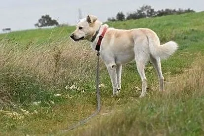 Kento - piękny mix labradora czeka na dom, Wielkopolskie, Leszno