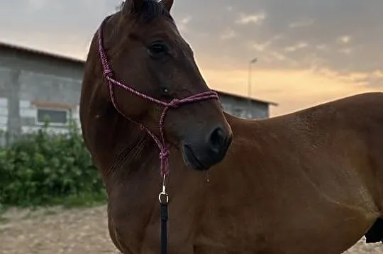 Wałach do sportu, , 