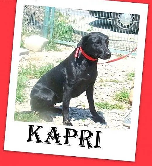 Labrador mx,czarna,łagodna,przyjazna suczka.ADOPCJ