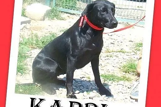 Labrador mx,czarna,łagodna,przyjazna suczka.ADOPCJ