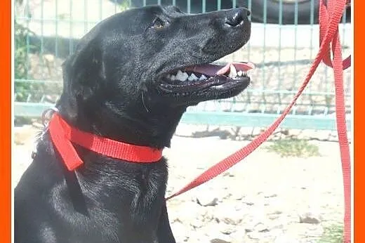 Labrador mx,czarna,łagodna,przyjazna suczka.ADOPCJ