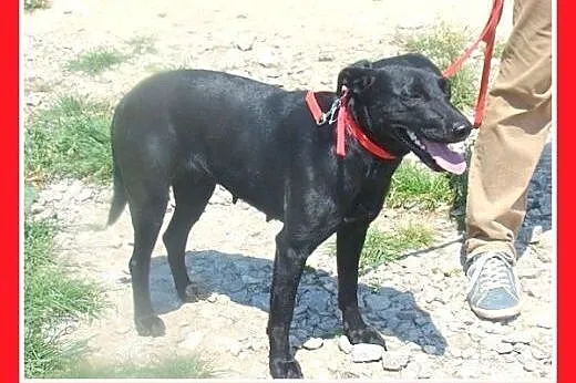 Labrador mx,czarna,łagodna,przyjazna suczka.ADOPCJ