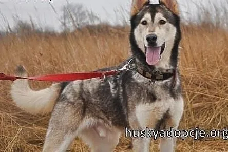 CHUCK- mądry i wesoły pies w typie rasy Alaskan Ma