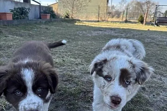 Szczeniaki Border Collie | z rodowodem | gotowe do odbioru