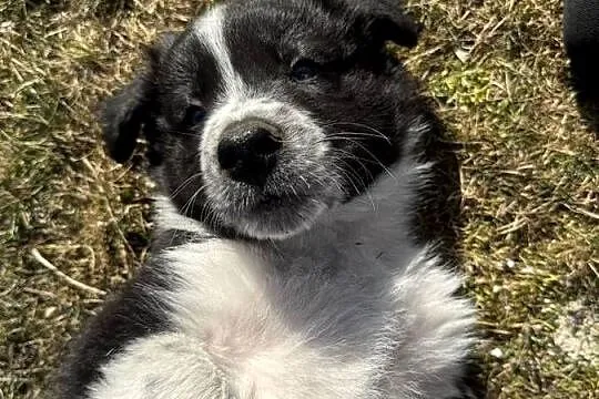 Szczeniaki Border Collie | z rodowodem | gotowe do odbioru, Łódzkie, Pajęczno