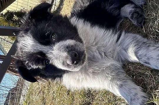 Szczeniaki Border Collie | z rodowodem | gotowe do odbioru, Łódzkie, Pajęczno