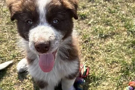 Szczeniaki Border Collie | z rodowodem | gotowe do odbioru, Łódzkie, Pajęczno