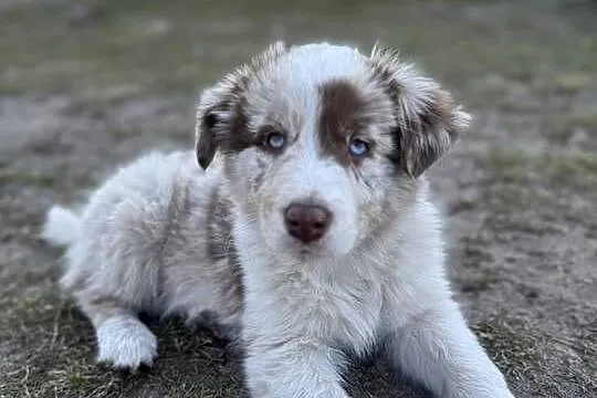Szczeniaki Border Collie | z rodowodem | gotowe do odbioru, Łódzkie, Pajęczno