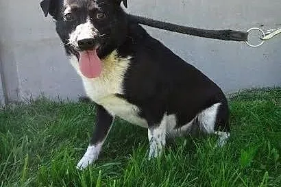 Fader - mały grzeczny piesek do adopcji,  łódzkie 