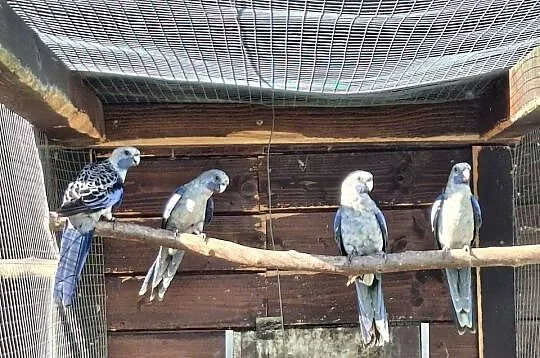 Rozele krolewskie 26r, Małopolskie, Łopoń