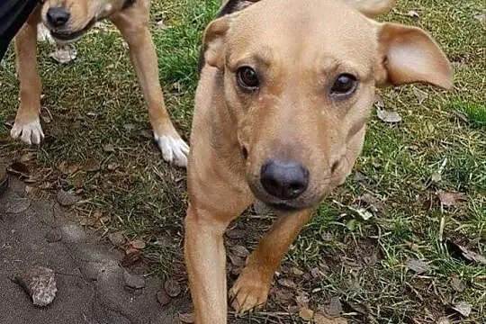 SUZI, delikatna psia panienka szuka domu