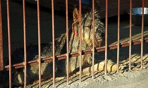 Odi - fajny szorściak do adopcji!, mazowieckie Wa