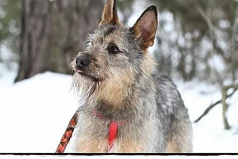 Odi - fajny szorściak do adopcji!,  mazowieckie Wa