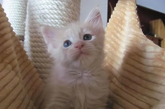 Śliczne kocięta Maine Coon