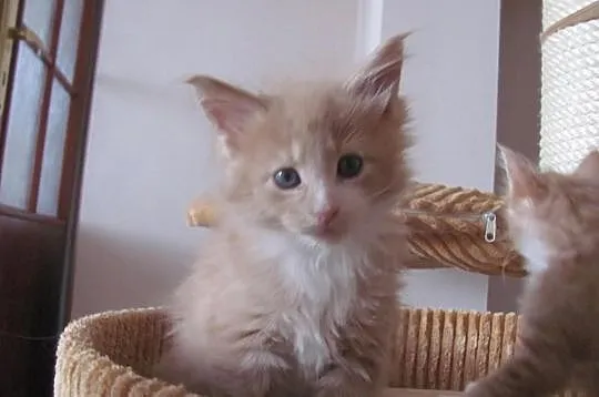 Śliczne kocięta Maine Coon
