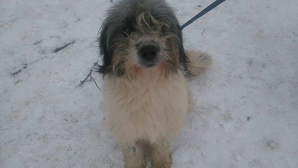 Młodziutki Boreasz, cudowny kudłacz do adopcji!