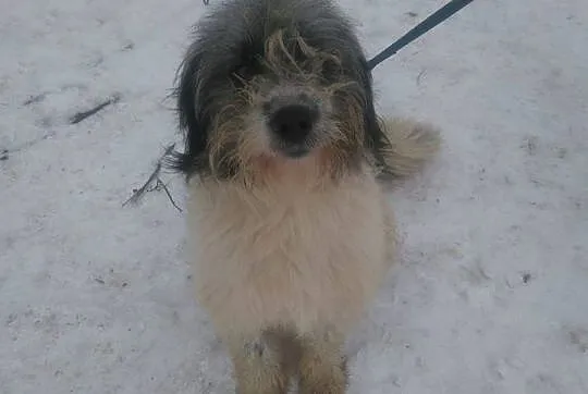 Młodziutki Boreasz, cudowny kudłacz do adopcji!