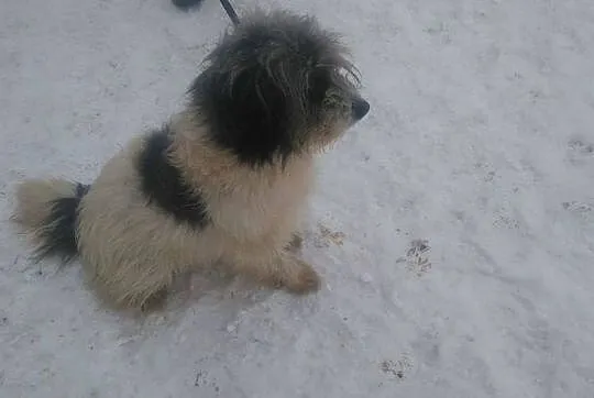 Młodziutki Boreasz, cudowny kudłacz do adopcji!