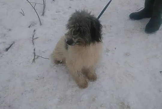 Młodziutki Boreasz, cudowny kudłacz do adopcji!
