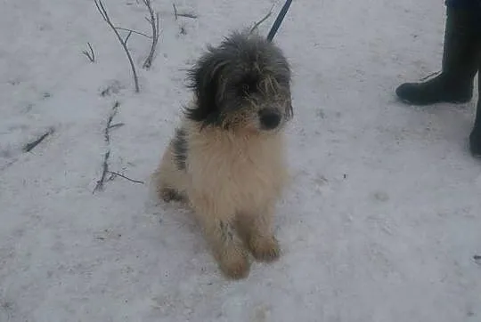 Młodziutki Boreasz, cudowny kudłacz do adopcji!