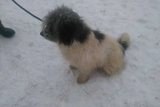 Młodziutki Boreasz, cudowny kudłacz do adopcji!
