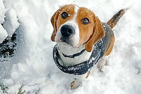 Dorosła suczka rasy beagle