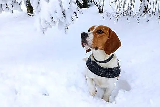 Dorosła suczka rasy beagle, Podkarpackie, Sanok