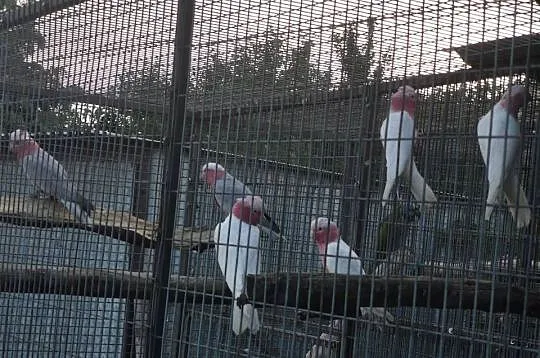Kakadu Różowe Lutino Para 2024r Samiec i Samica, Wielkopolskie, Buk