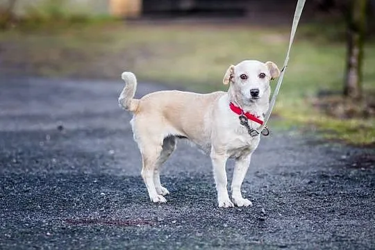 Malutka, delikatna Dumka, łagodna biszkoptowa piękność adopcja