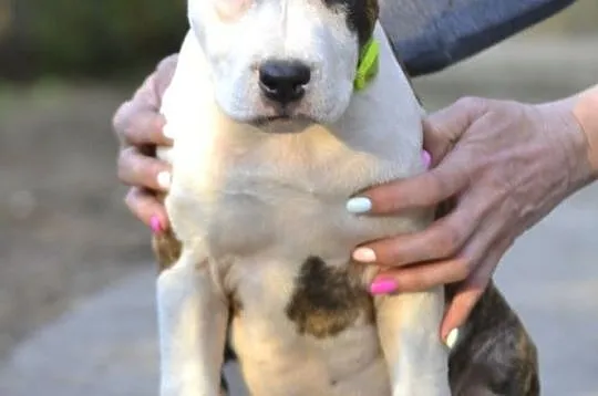 American Staffordshire Terrier śliczna suczka z Ro, Chrzanów