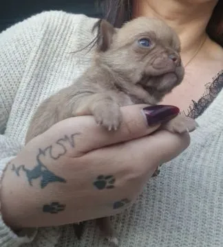 Cudowny piesek Chihuahua w kolorze brązowym o imieniu Dalwin, , Nowa Ruda