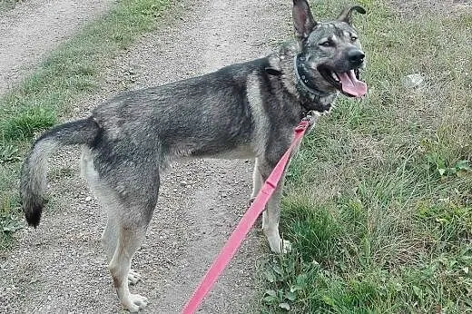 Niesamowity Szary Wilk szuka domu,  mazowieckie Wa