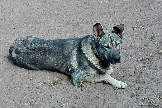 Niesamowity Szary Wilk szuka domu,  mazowieckie Wa