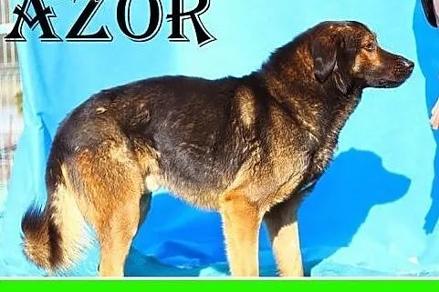Budzi respekt wyglądem,odważny,czujny pies stróżujący.ADOPCJA,  małopolskie Kraków