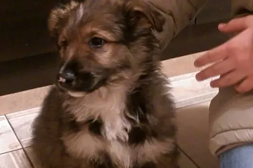 3 mies.szczeniaczek do adopcji,  śląskie Katowice