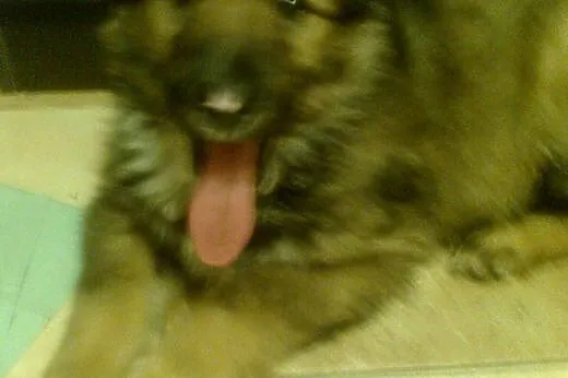3 mies.szczeniaczek do adopcji,  śląskie Katowice