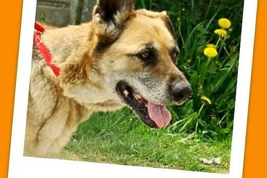 Seniorka,spokojna, łagodna, zrównoważona, przyjazna suczka IZA.Adopcja.,  dolnośląskie Wrocław