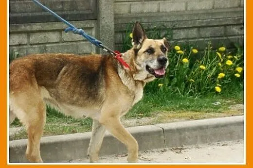 Seniorka,spokojna, łagodna, zrównoważona, przyjazn