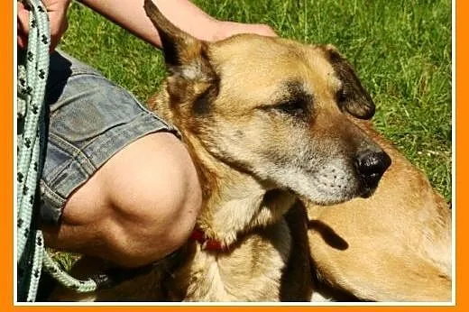 Seniorka,spokojna, łagodna, zrównoważona, przyjazn