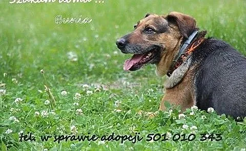 Adoptuj Bunię a pokocha Cię bezgranicznie całym se