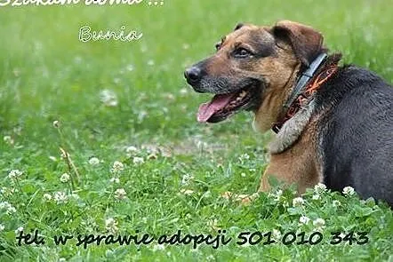 Adoptuj Bunię a pokocha Cię bezgranicznie całym se