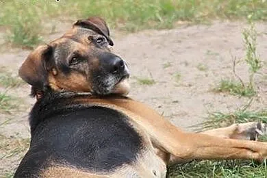 Adoptuj Bunię a pokocha Cię bezgranicznie całym se