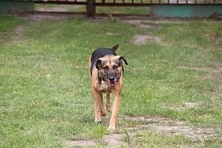 Adoptuj Bunię a pokocha Cię bezgranicznie całym se